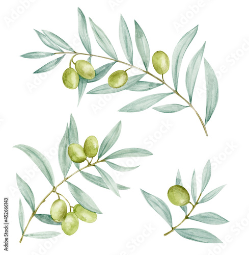 Hand-drawn olive branches with leaves and fruits in watercolor.