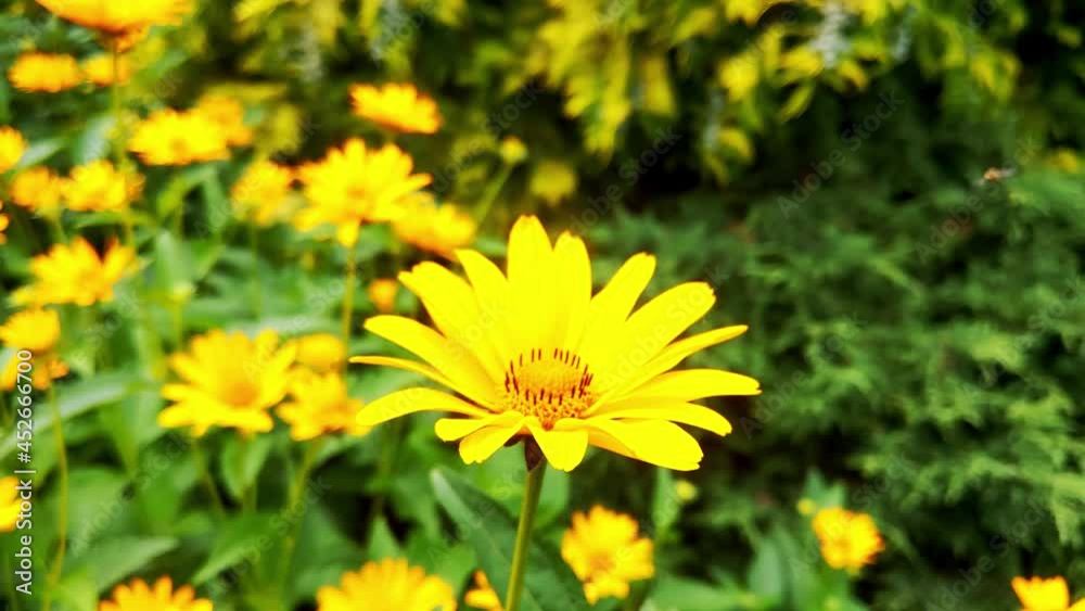 Beautiful yellow flowers grow in the park in summer and spring Beautiful yellow flowers grow in the park in summer and spring