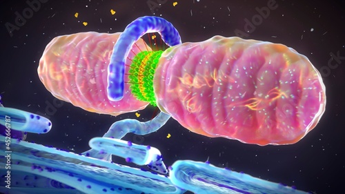 Mitochondrial fission photo