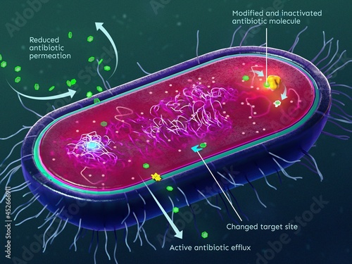 Mechanisms of antibiotic resistance of bacteria photo