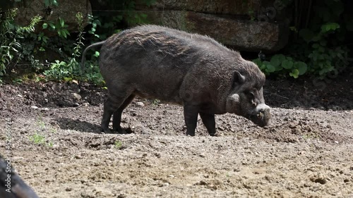 The Visayan warty pig, Sus cebifrons is a critically endangered species in the pig genus Sus. It is endemic to six of the Visayan Islands in the central Philippines. photo