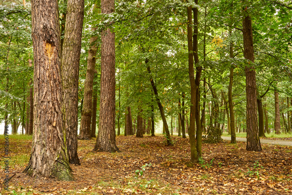 Obraz premium forest road, forest, trees,path,forest path