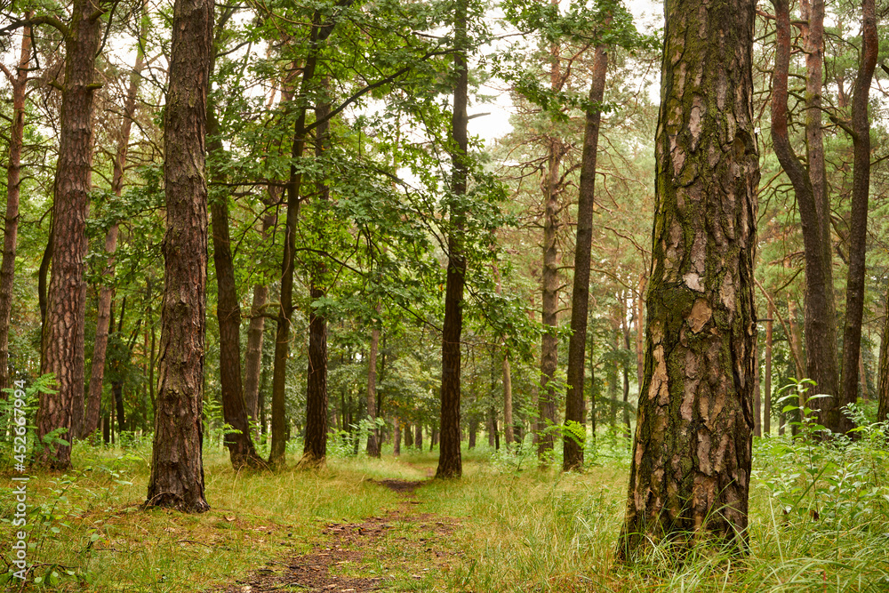forest road, forest, trees,path,forest path forest road, forest, trees,path,forest path