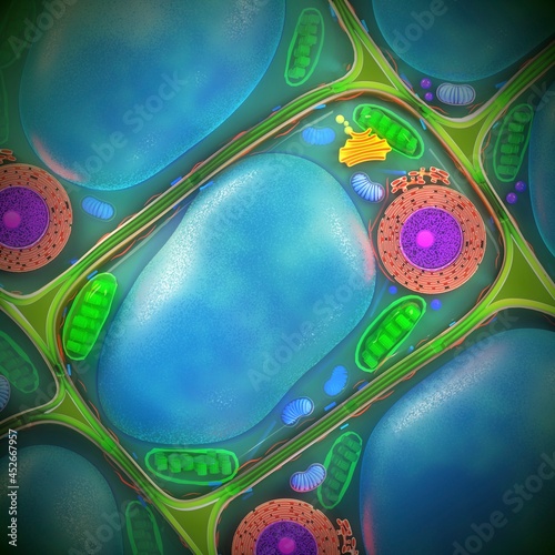 Plant cell structure, illustration
