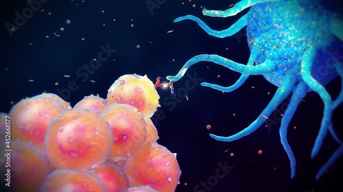 Antigen presentation for B cell recognition, illustration photo