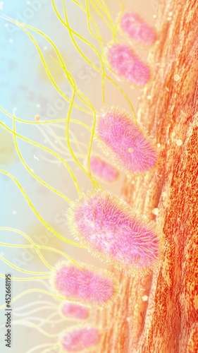 E. coli in the urethra, illustration photo