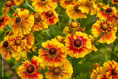 sneezeweed  courtyard  helenium hybridum  flower  plant