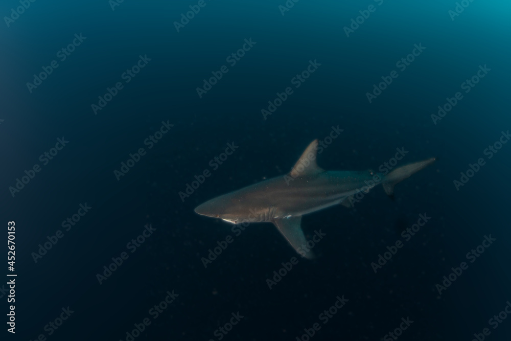 Fototapeta premium Blacktip (Zambezi) Shark in South Africa