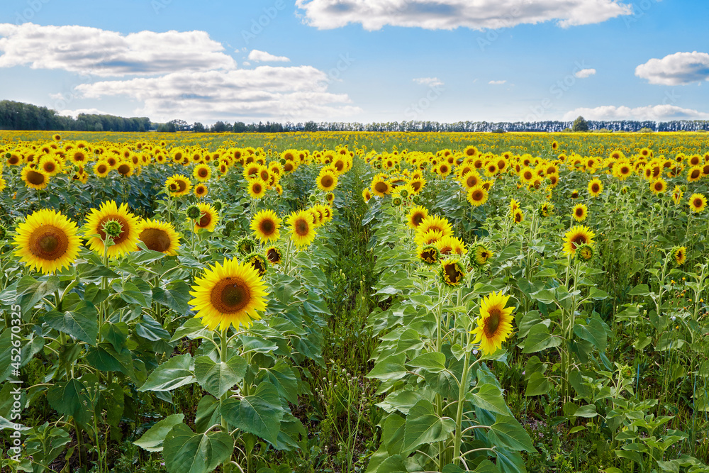 Obraz premium Bright sunflowers with yellow petals growing in countryside field against cloudy blue sky on summer day in nature