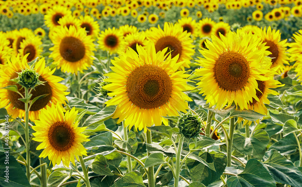 Yellow sunflowers growing in farm field near lush green trees of woodland on sunny summer day in countryside