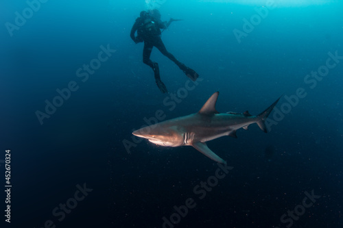Blacktip (Zambezi) Shark in South Africa