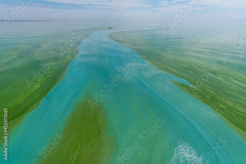 Water pollution by blooming blue-green algae - Cyanobacteria is world environmental problem. Water bodies, rivers and lakes with harmful algal blooms. Ecology concept of polluted nature.