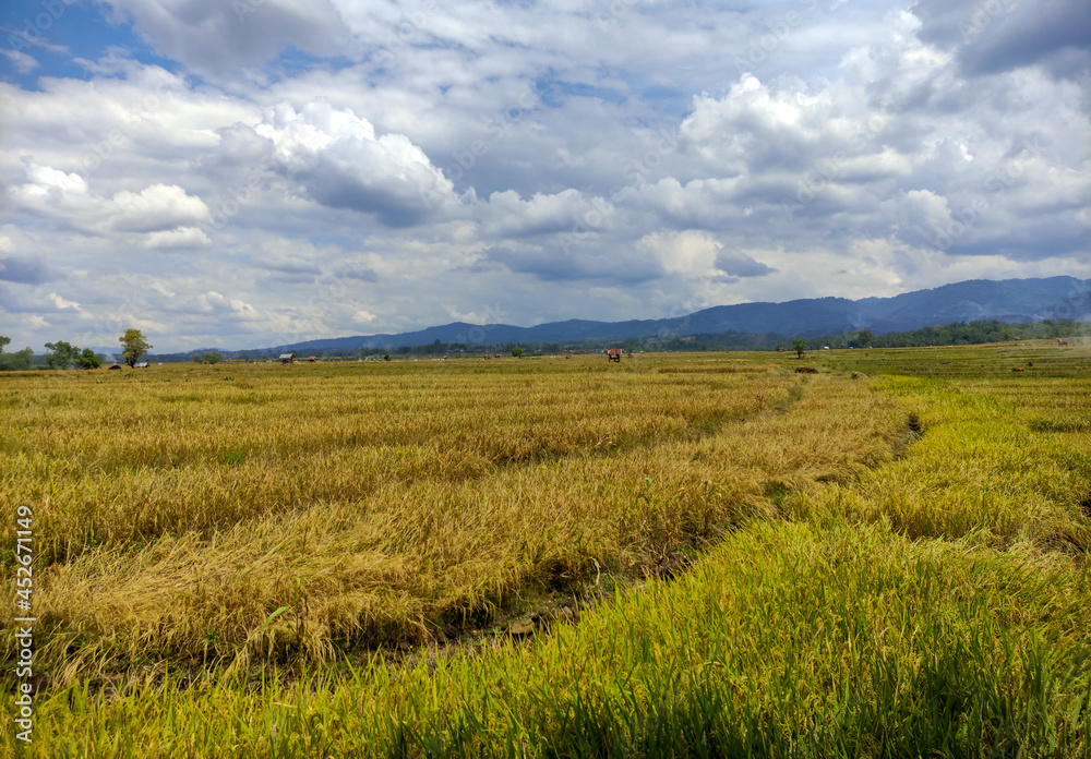 Rice fields ready for harvest with village background