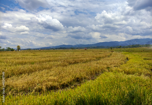 Rice fields ready for harvest with village background