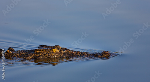 Crocodile Cruising Through Yellow Water Billabong, NT, Australia photo
