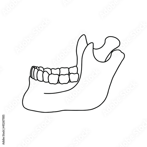 Lower human jaw with teeth, side view. Outline, anatomical, hand drawn illustration on white background. Vector Stock.