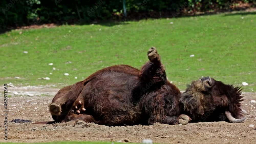 The American bison or simply bison, also commonly known as the American buffalo or simply buffalo, is a North American species of bison that once roamed North America in vast herds. The American bison or simply bison, also commonly known as the American buffalo or simply buffalo, is a North American species of bison that once roamed North America in vast herds.
