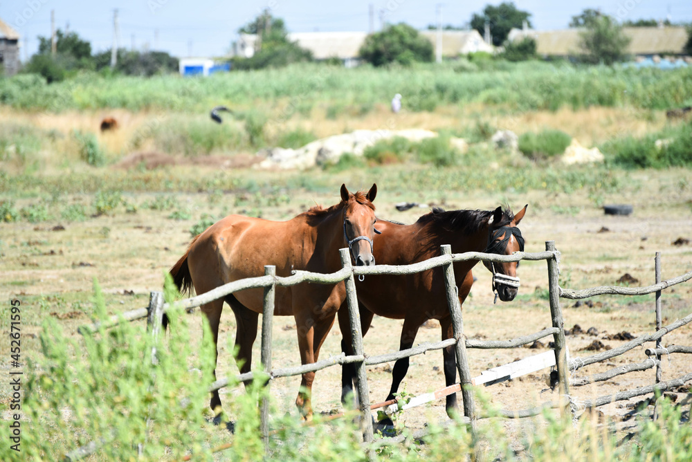Two horses in stable outdoors, summer time Two horses in stable outdoors, summer time