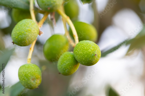 Wallpaper Mural Aceitunas en las ramas de un olivo. Dieta Mediterránea Torontodigital.ca