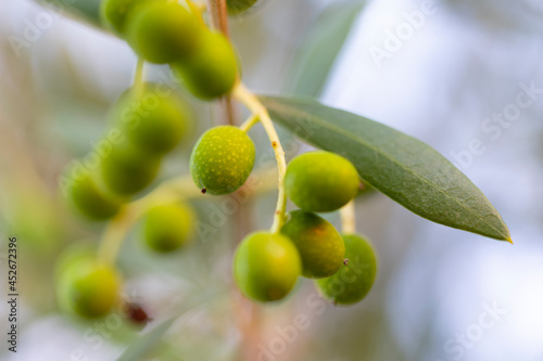 Aceitunas en las ramas de un olivo. Dieta Mediterránea