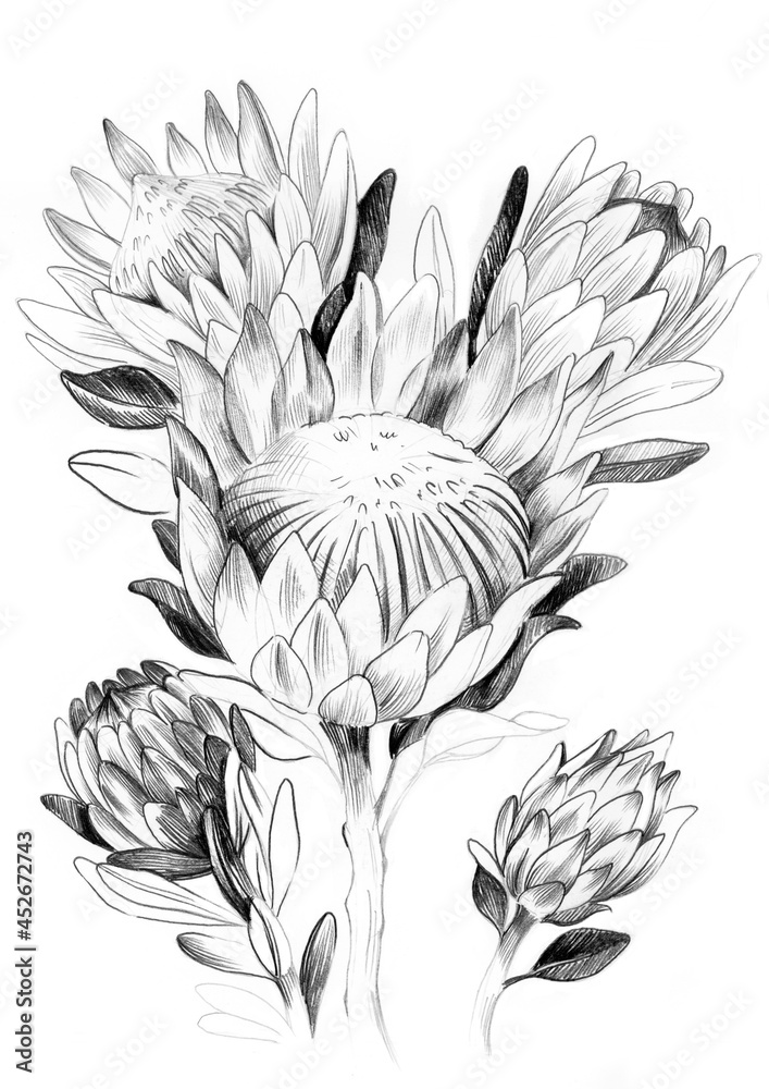 Original Pink Ice Protea graphite artwork print. Large native flora pe –  ArtByPost