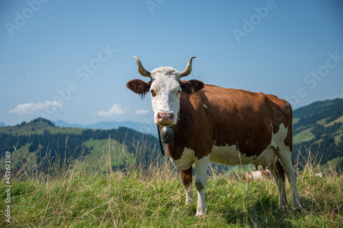 swiss cow in alpine meadow near Innereriz  Emmental