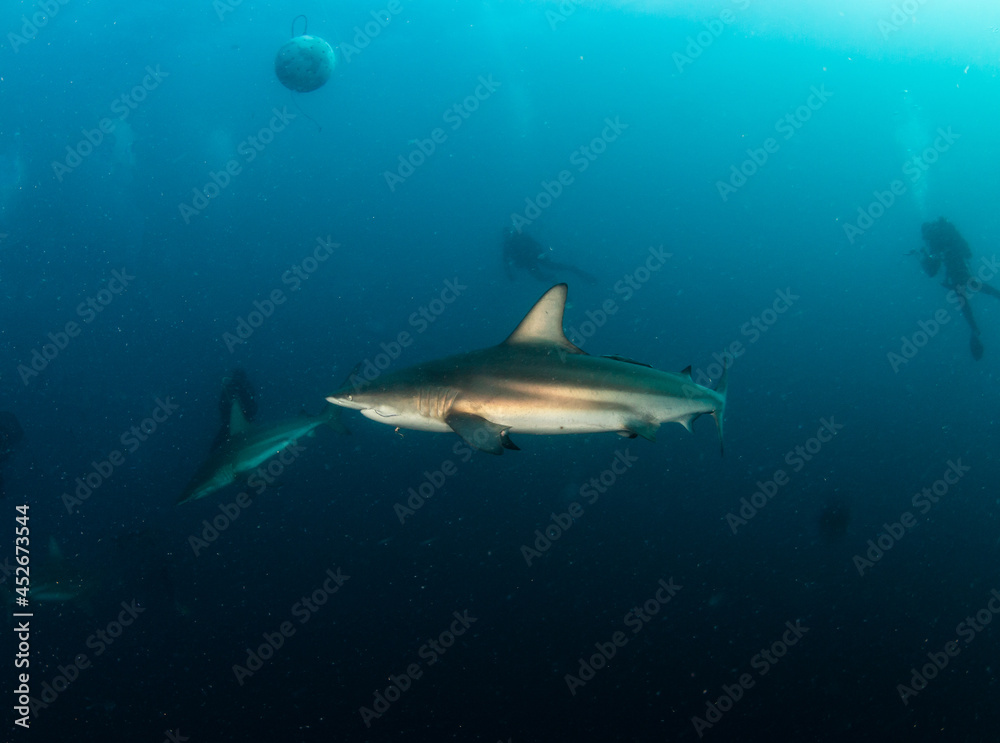 Fototapeta premium Blacktip (Zambezi) Shark in South Africa