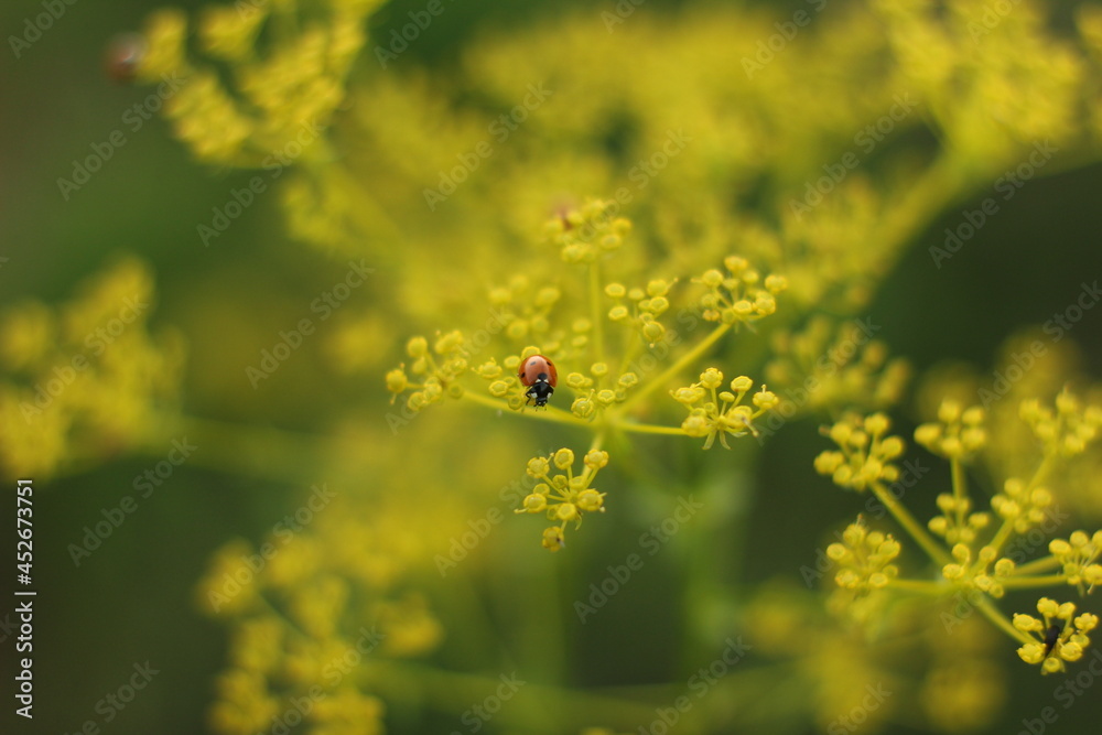 Fototapeta premium bee on yellow flower