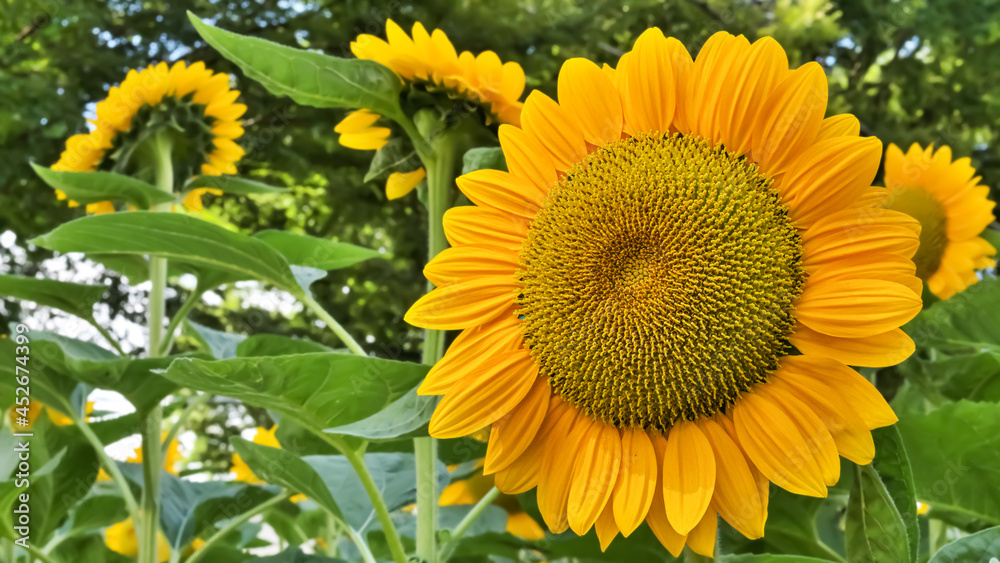 Obraz premium ヒマワリの花(Sunflower)