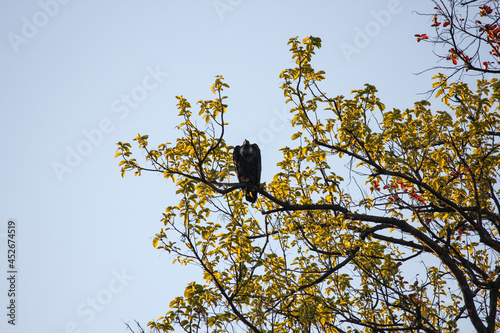 A King Vulture perched on a branch of a tree in the Kanha National Park in Madhya Pradesh, India. photo