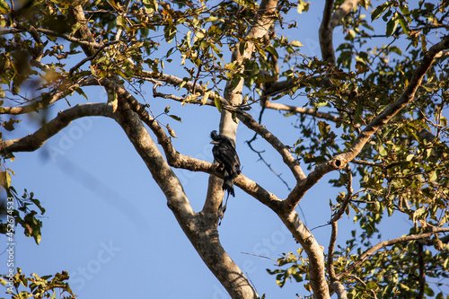 A black drongo perched on the branches of a tree in the Kanha National Park in Madhya Pradesh, India.