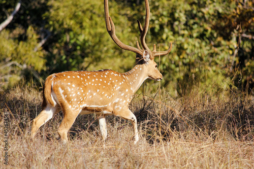 A male Spotted Deer aka chital in the Kanha National Park in Madhya Pradesh, India.