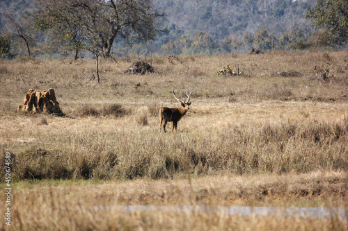 A male Barasingha aka Swamp Deer in a grassland in the Kanha National Park in Madhya Pradesh, India. © Balaji