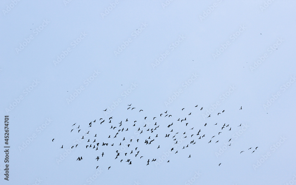 A large flock of bar headed geese flying in the sky in the Kanha National Park in Madhya Pradesh, India. A large flock of bar headed geese flying in the sky in the Kanha National Park in Madhya Pradesh, India.