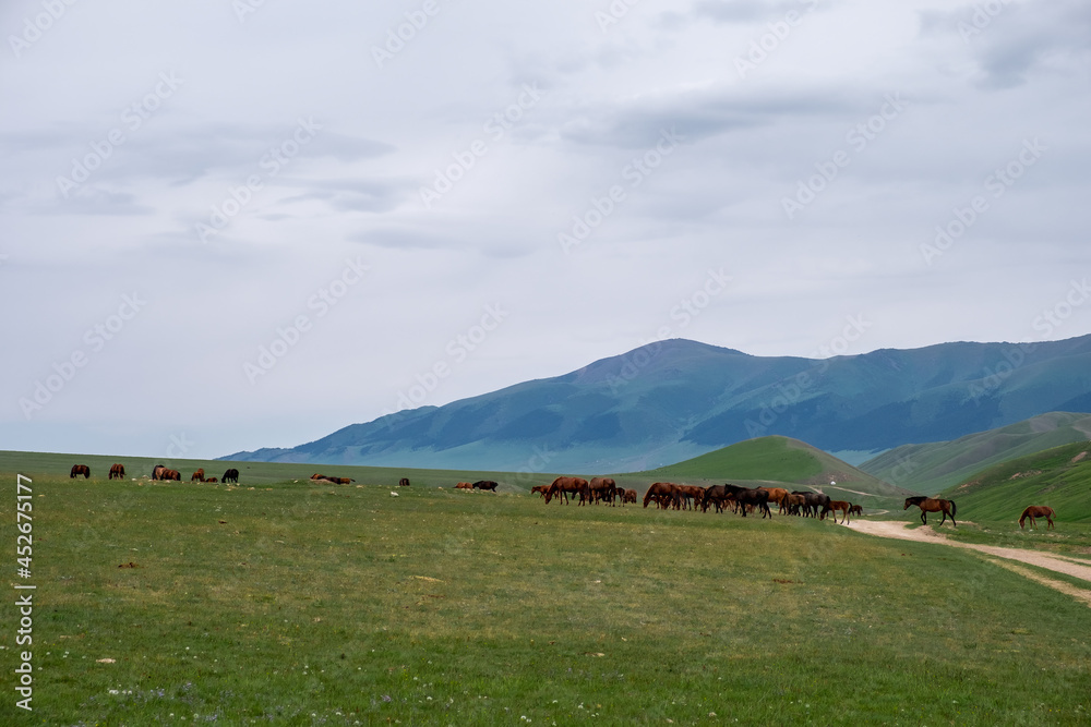 Obraz premium Beautiful horses grazing on green mountains, great design for any purposes. Agriculture farming. Beautiful summer season. Countryside nature. Assy plateau, Kazakhstan.