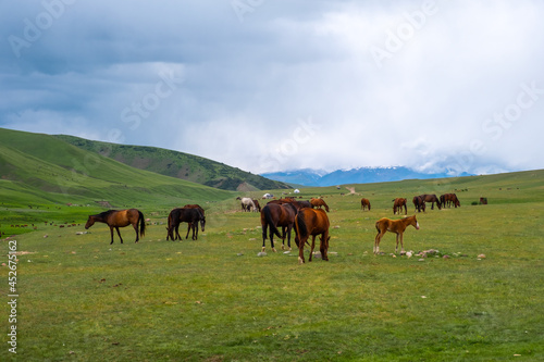 Beautiful horses grazing on green mountains, great design for any purposes. Agriculture farming. Beautiful summer season. Countryside nature. Assy plateau, Kazakhstan.