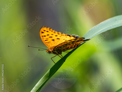 Colorful Tropical Fritillary butterfly on a grass blade in the meadow photo