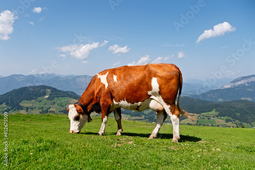 Kuh auf der Alm © Superingo