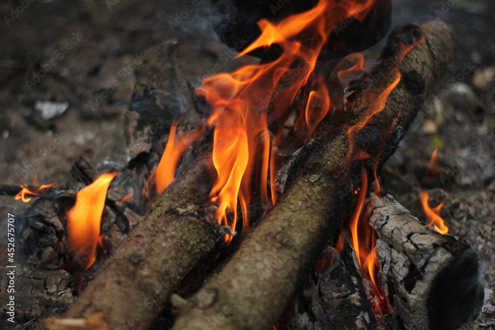fire in the forest fire in the forest