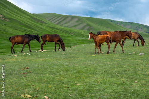 Beautiful horses grazing on green mountains  great design for any purposes. Agriculture farming. Beautiful summer season. Countryside nature. Assy plateau  Kazakhstan.