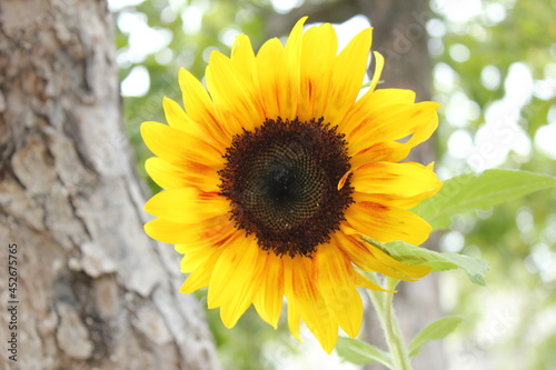 sunflower in the garden