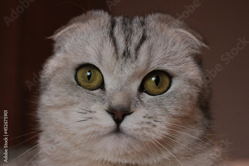 close up portrait of a cat