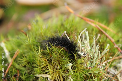 hedgehog in the grass