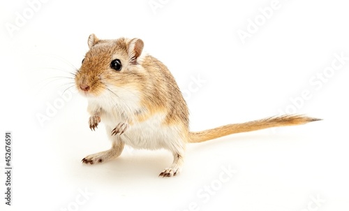 Brown Gerbil