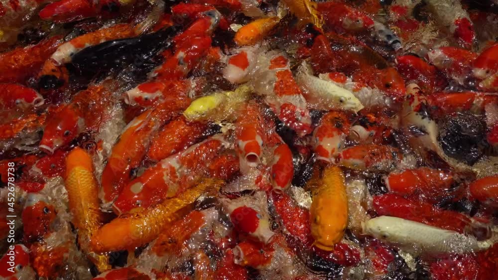 Slow motion shot of Koi fish, Fancy Carp are swimming in pond
Slow motion shot of Koi fish, Fancy Carp are swimming in pond