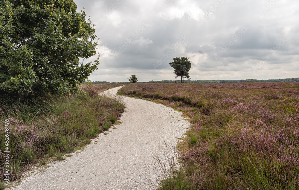 Meandering path through a Dutch heath landscape in the province of North Brabant. The heather is in bloom now. It is a cloudy day in the summer season.