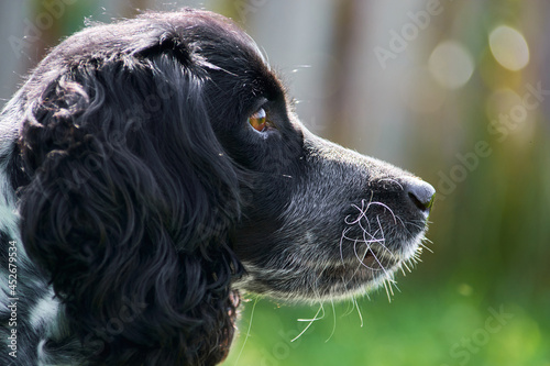 Obraz na płótnie american cocker spaniel