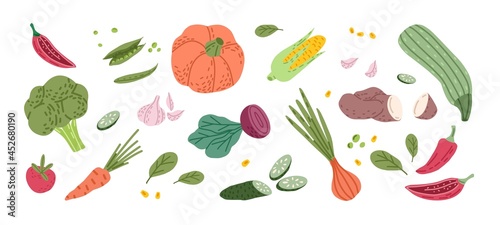 Fototapeta Naklejka Na Ścianę i Meble -  Set of fresh organic farm vegetables in doodle style. Healthy veggies collection. Autumn harvest and crops. Colored flat vector illustration of vegan raw ripe food isolated on white background