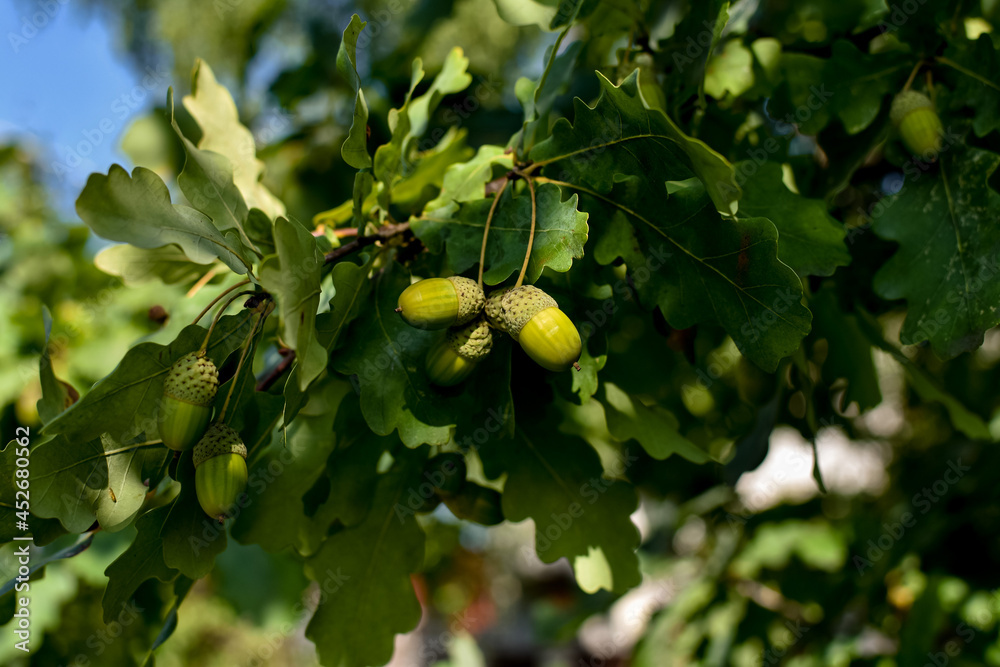 Obraz premium Green foliage of oak and fruits of acorns outdoors.