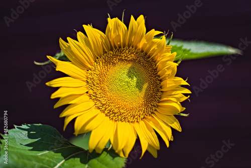 Sonneblume